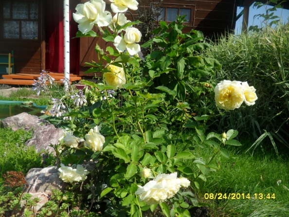 Фото #455