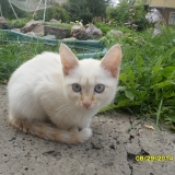 Мой красивый,любимый,ласковый ,умный котенок!