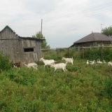 Иманухи.