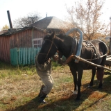 Запрягайте хлопцi конi.