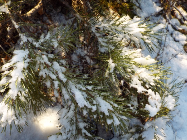 Фото #1055