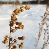 полынь-полыша